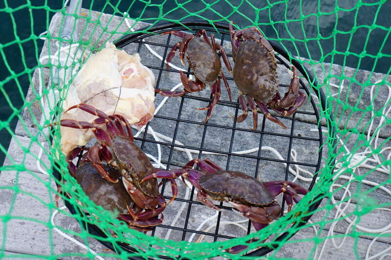 Crabs fishing