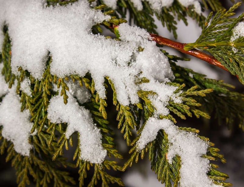 500px provided description: Fir Tree And Snow [#frozen ,#tree ,#snow ,#canon ,#ice ,#rebel ,#pine ,#icicle ,#eos ,#550d ,#t2i ,#North Carolina ,#Boone]
