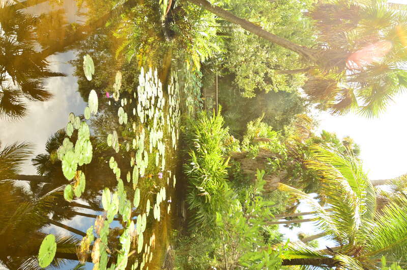 Garden scenery at McKee Botanical Gardens