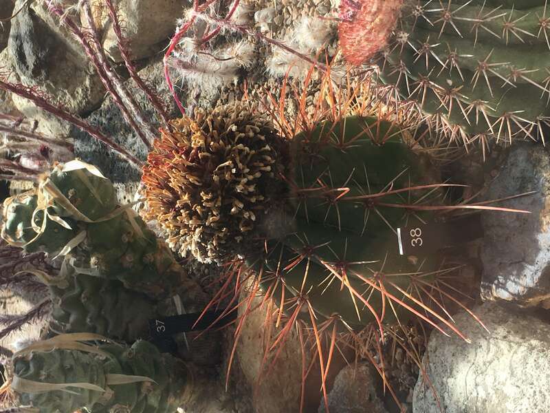 Melocactus levitestatus. Taken at the Denver Botanic Gardens.