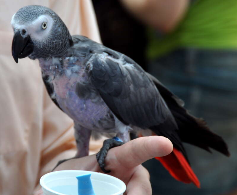 Congo African Grey Parrot showing some feather loss possibly feather plucking. Pet parrot, has ring on left leg.