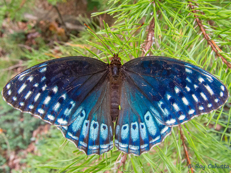 Diana Fritillary (Speyeria diana)