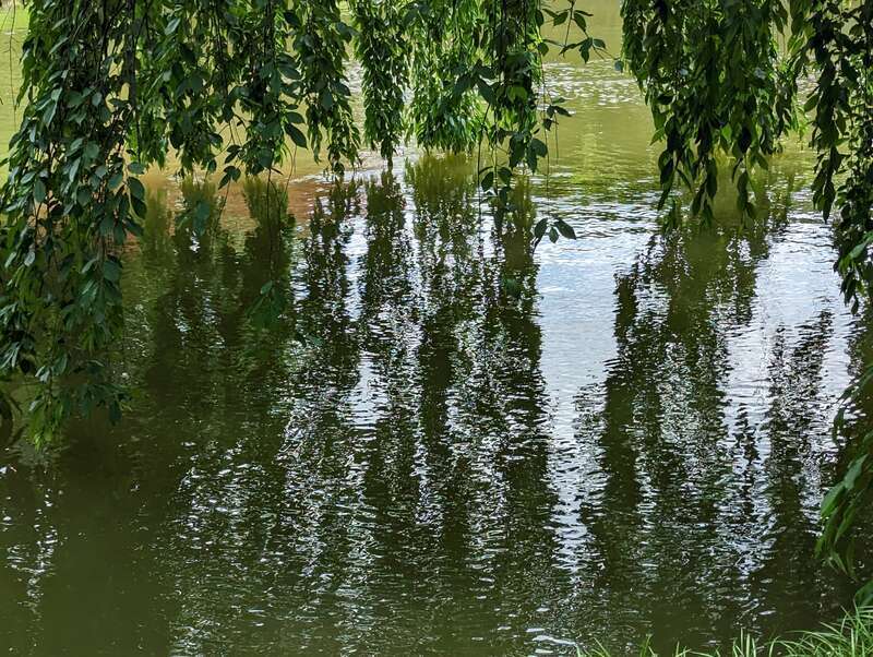 Brooklyn Botanic Garden 6/23