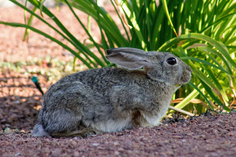 500px provided description: www.snagitphotography.com/ [#grassland ,#mara ,#hayfield ,#kruger ,#equine ,#domestic ,#labrador retriever ,#tigress ,#ungulate ,#tigris ,#wichita range ,#mass migratory]