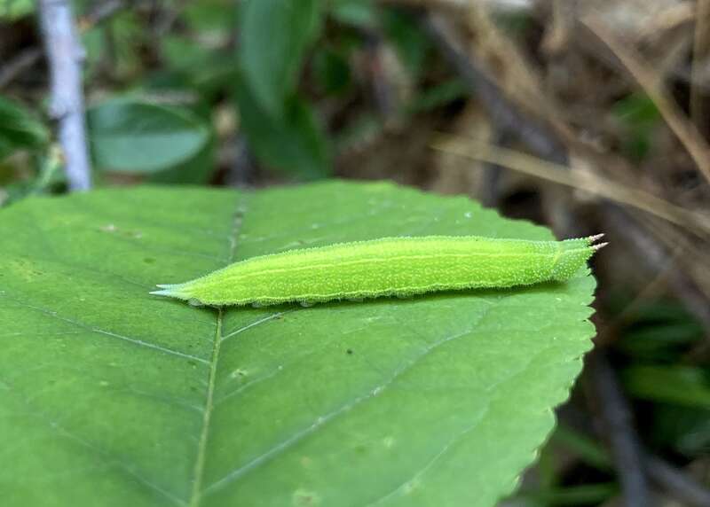 Northern Pearly-eye (Lethe anthedon)