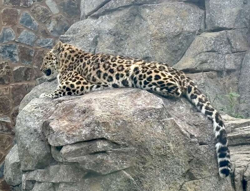 Amur Leopard at the Roosevelt Park Zoo in Minot, North Dakota.