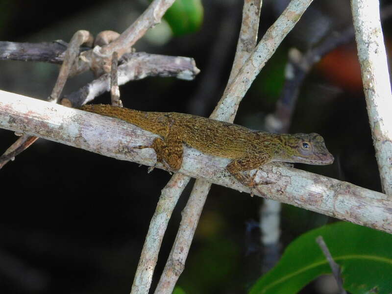 Bark Anole (Anolis distichus)