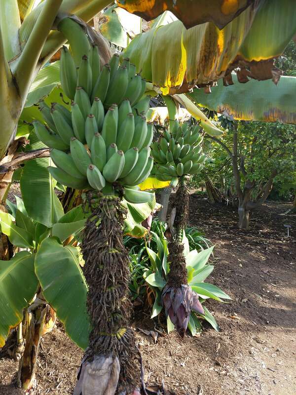 Banana at San Diego Botanic Garden