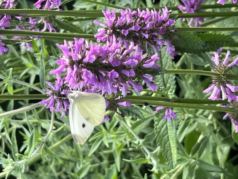Betonia officinalis 'Hummelo' with white cabbage butterfly ( Pieris sp.) in Lasdon Park in Katonah, New York, USA