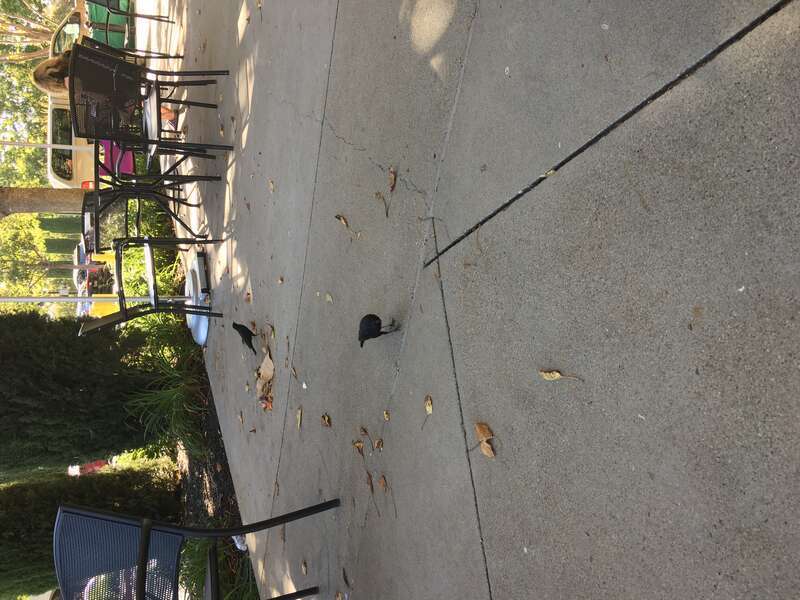 Bird on Sidwalk, Dublin, CA