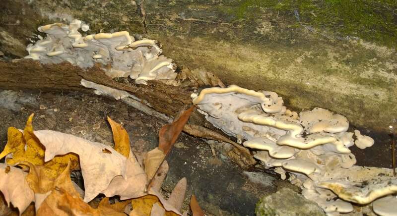 Big Smoky Bracket (Bjerkandera fumosa)
