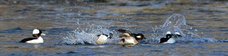 Carpentersville Dam, IL