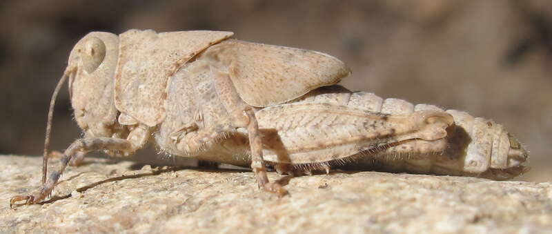 A greyish grasshopper matches the colour and patterning of the rock it sits on.