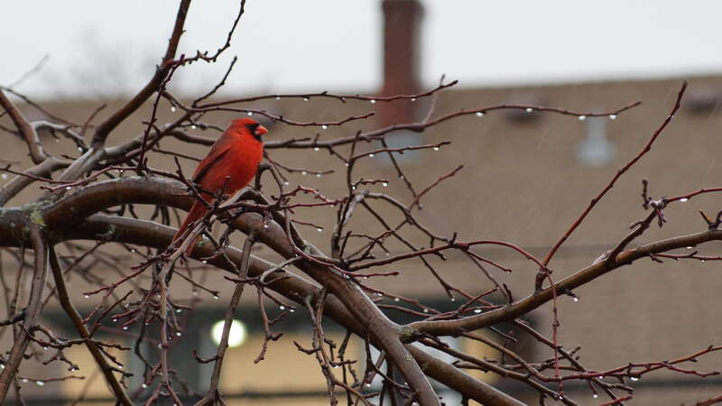 Cardinal in the apple tree in South Minneapolis