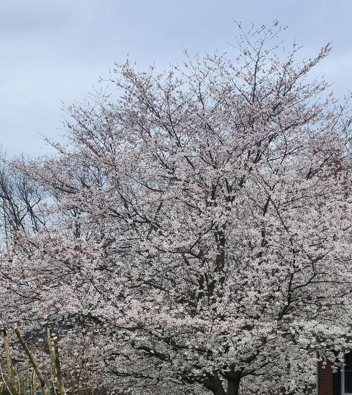 This photo was taken in early March 2023 in Charlottesville, Virginia. This photograph is of a cherry tree not in full bloom.