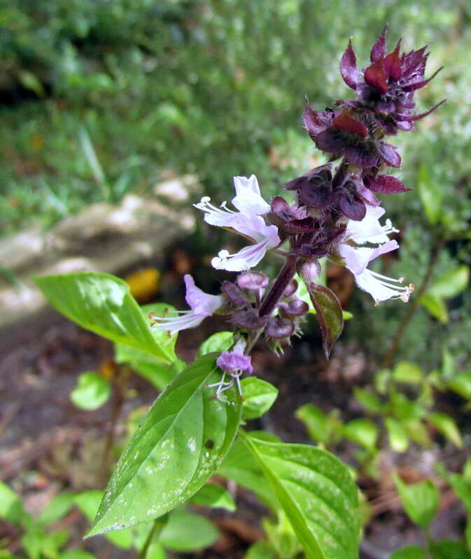 Cinnamon basil (Ocimum basilicum 'Cinnamon')
