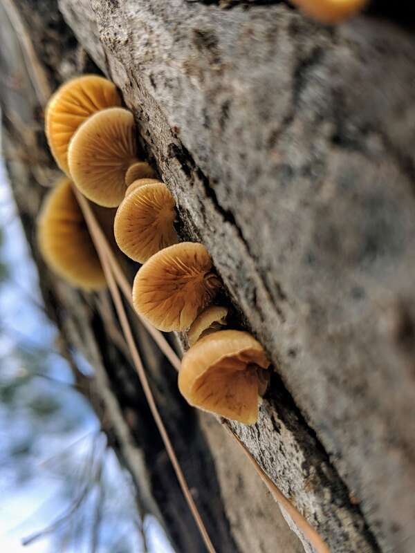 Saffron Crep (Crepidotus crocophyllus)