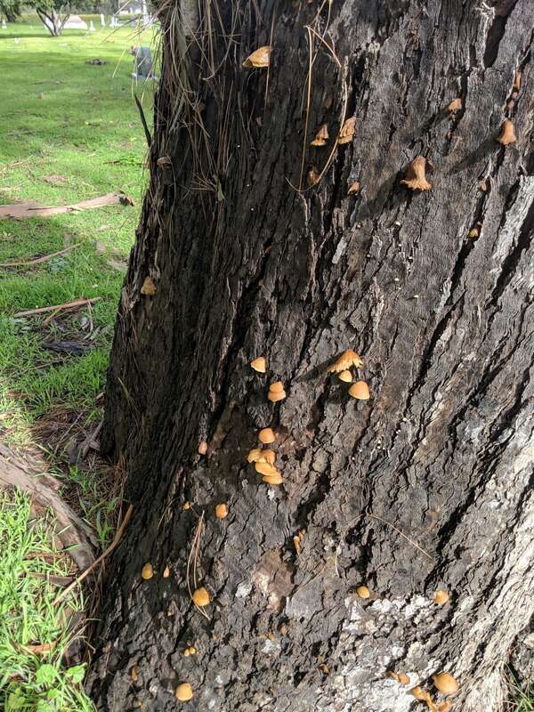 Saffron Crep (Crepidotus crocophyllus)