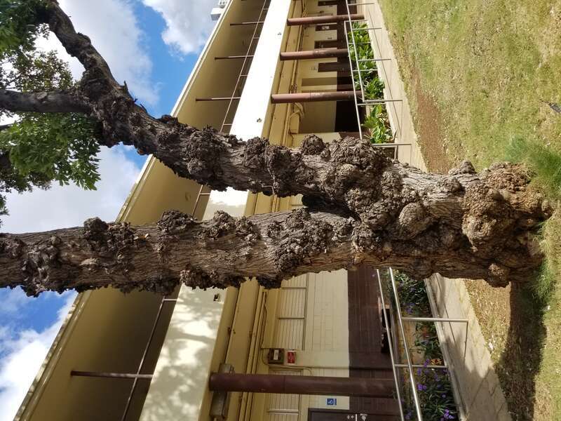 Pathogen: Prob. Agrobacterium tumefaciens
Host: Prob. White trumpet tree (Tabebuia roseoalba)



In an email to Wikimedia Commons' Volunteer Response Team, Scot Nelson has released all content from their Flickr photostream under the Creative Commons