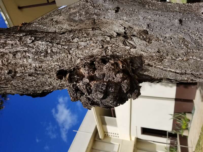 Pathogen: Prob. Agrobacterium tumefaciens
Host: Prob. White trumpet tree (Tabebuia roseoalba)



In an email to Wikimedia Commons' Volunteer Response Team, Scot Nelson has released all content from their Flickr photostream under the Creative Commons