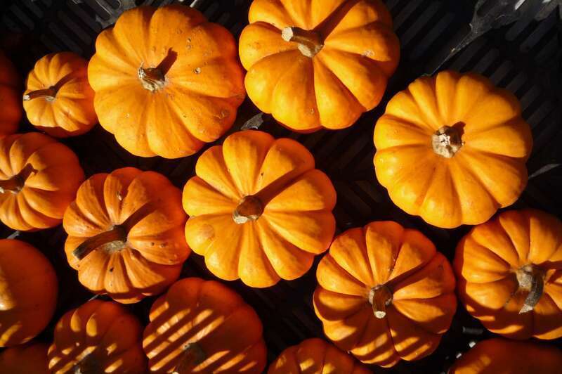 Some mini-pumpkins shot from above at the Wilkes-Barre farmer's market. As winter draws near, the light is low in the sky even during the middle of the day, when this scene was shot.

Details: Handheld, Lumix LZ-10, SOOC