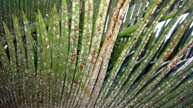 Cycad scale (Aulacaspis yasumatsui) (white color)
There is a brown colored species of scale also, prob. Saissetia coffeae

Host: Cycad