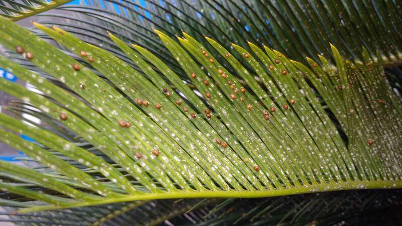 Cycad scale (Aulacaspis yasumatsui) (white color)
There is a brown colored species of scale also, prob. Saissetia coffeae

Host: Cycad