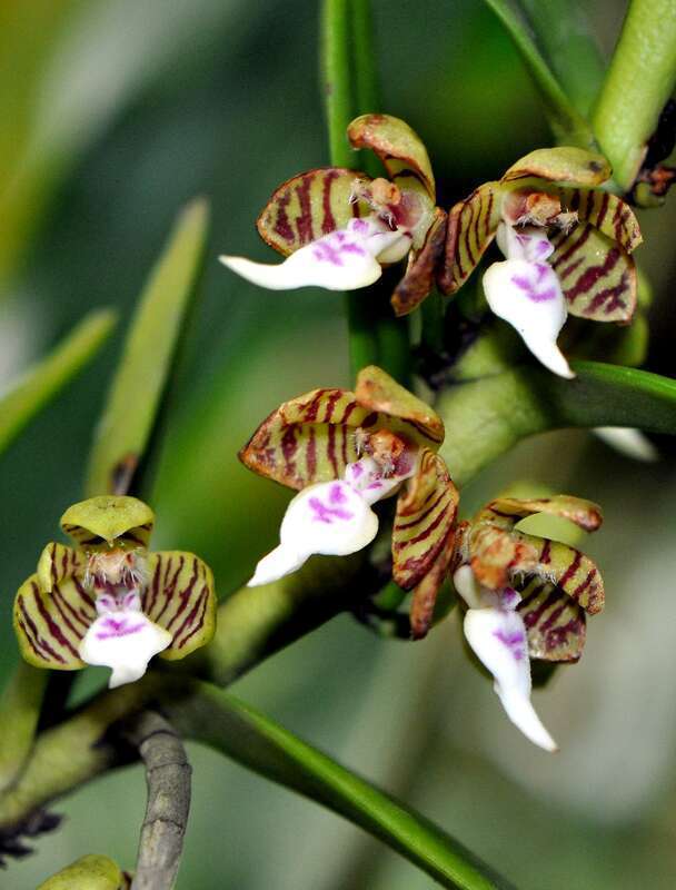 Trichoglottis geminata

The Marie Selby Botanical Gardens are extensive botanical gardens dedicated to research and collections of epiphytes, especially orchids and bromeliads, and their canopy ecosystems.
