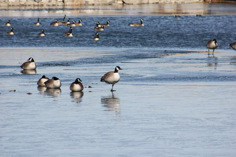 Daybreak Lake Geese