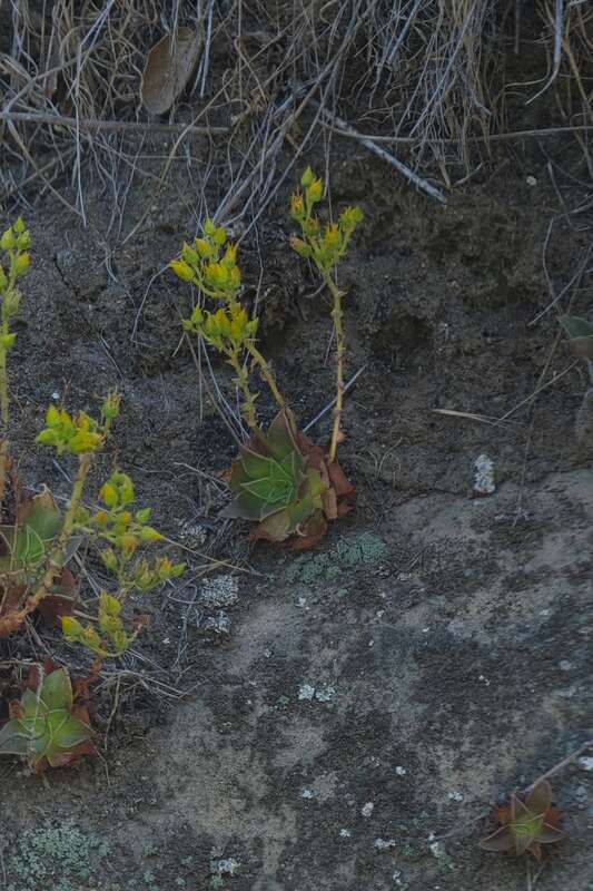 Laguna Beach liveforever (Dudleya stolonifera)