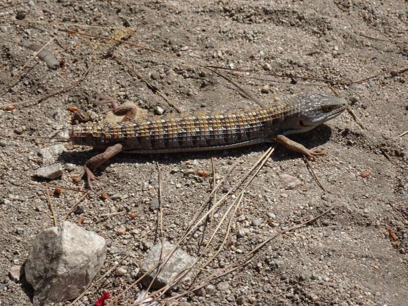 Southern Alligator Lizard (Elgaria multicarinata)