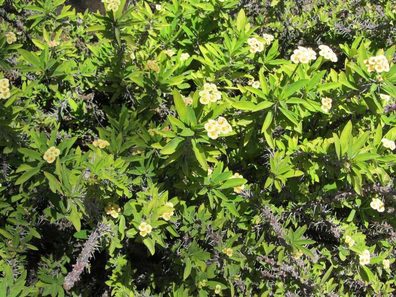 Euphorbia x ambohipotsiensis