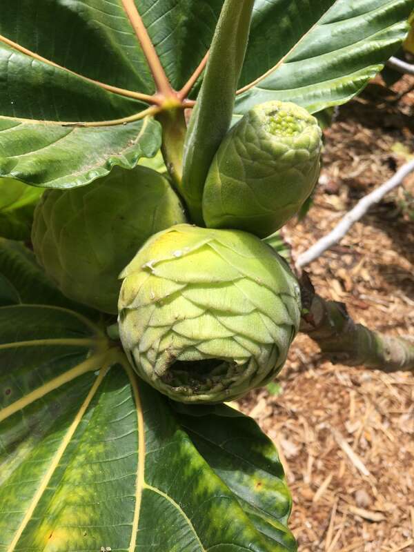 Image of the syconia of Ficus dammaropsis at the San Diego Botanical Gardens.