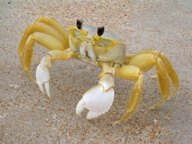 This is an adult Atlantic Ghost Crab, at Ormond Beach, Florida.