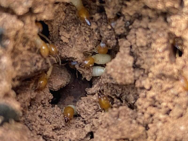 Close up of formosan termites inside of a tree