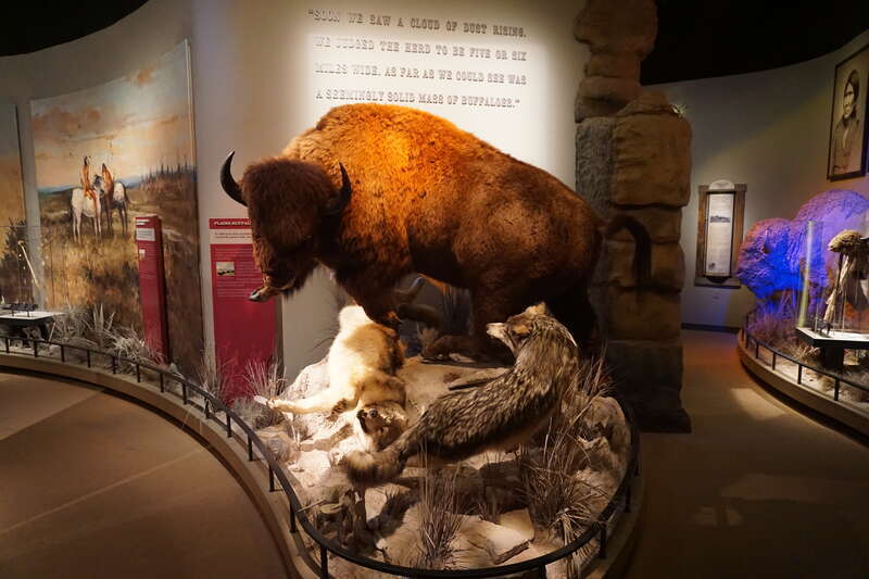 The A Wild Land exhibit at Frontier Texas! in Abilene, Texas (United States).