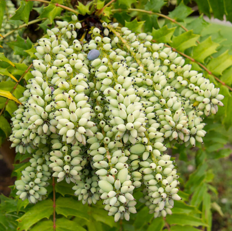 Fruits of Mahonia lomariifolia at Luther Burbank Home and Gardens, Santa Rosa, California.