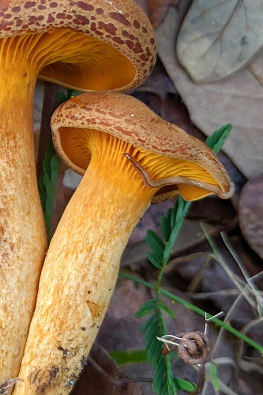 Geonemertes pelaensis