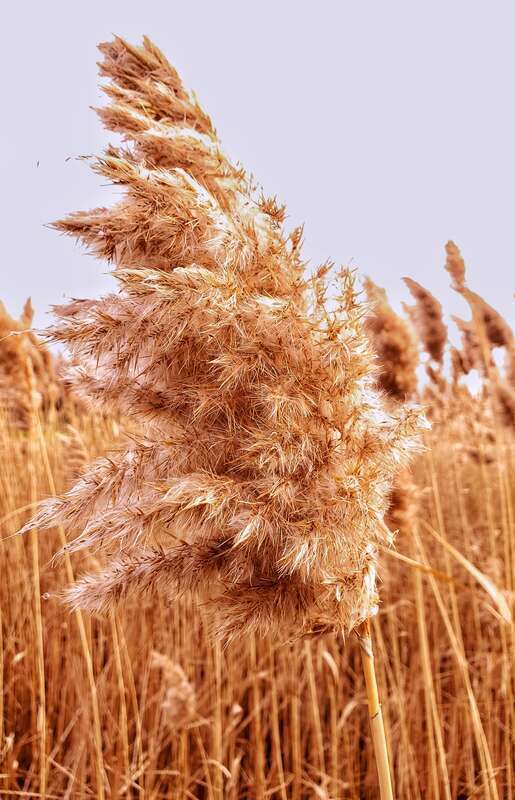 Close up photo taken in suburban Chicago  -- northern Illinois--  Phragmites - invasive  European Common Reed