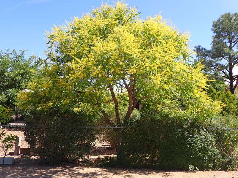 Golden raintree in a neighborhood near Tiguex Park, This tree is a common ornamental throughout the the area of Albuquerque, Bernalillo County, New Mexico.