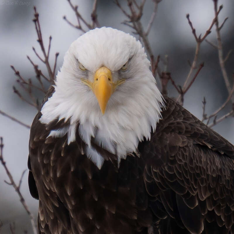 Bald eagle
