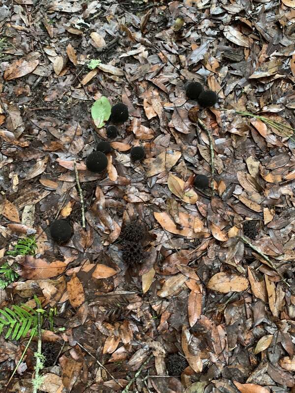 Umber-brown Puffball (Lycoperdon umbrinum)