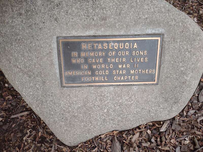 Metasequoia World War II Memorial (monument?)
