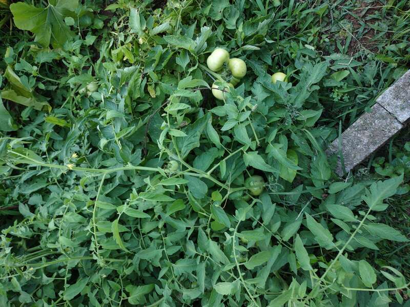 open-access publisher