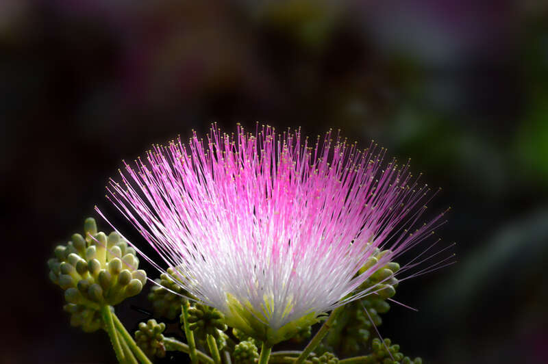 A mimosa flower shot on my property in rural Louisiana with a high speed camera.