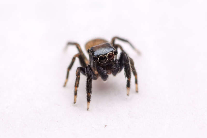 Nell's Tiny Jumping Spider (Neon nelli) in Georgia, United States