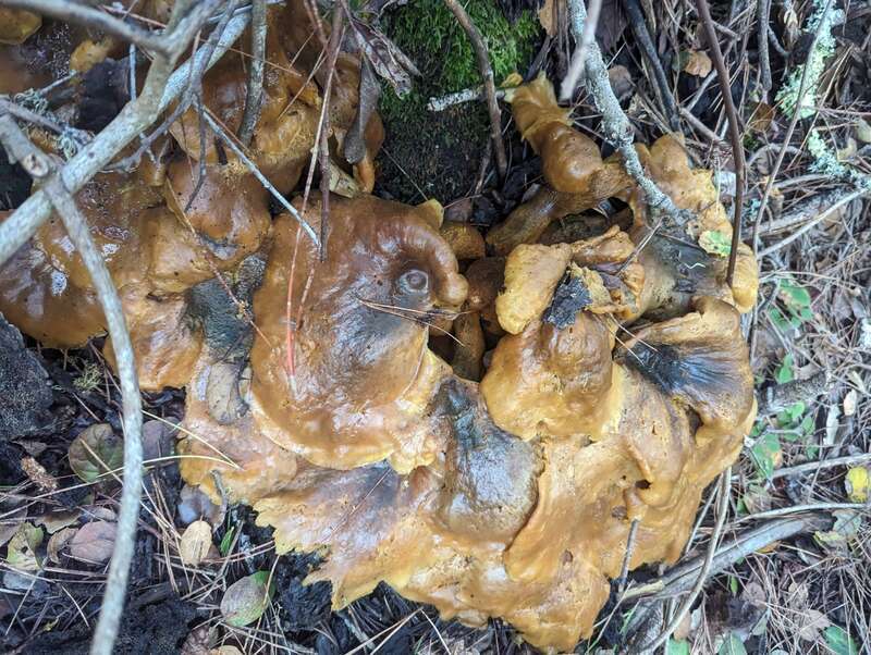 western jack-o'-lantern (Omphalotus olivascens)