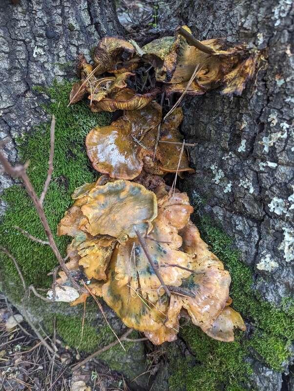 western jack-o'-lantern (Omphalotus olivascens)