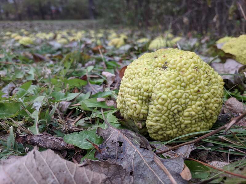 Osage Orange (Maclura pomifera) Left Rotting on the Ground in Iowa