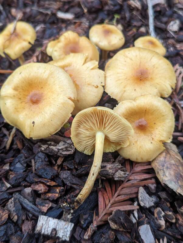 Pholiota spumosa